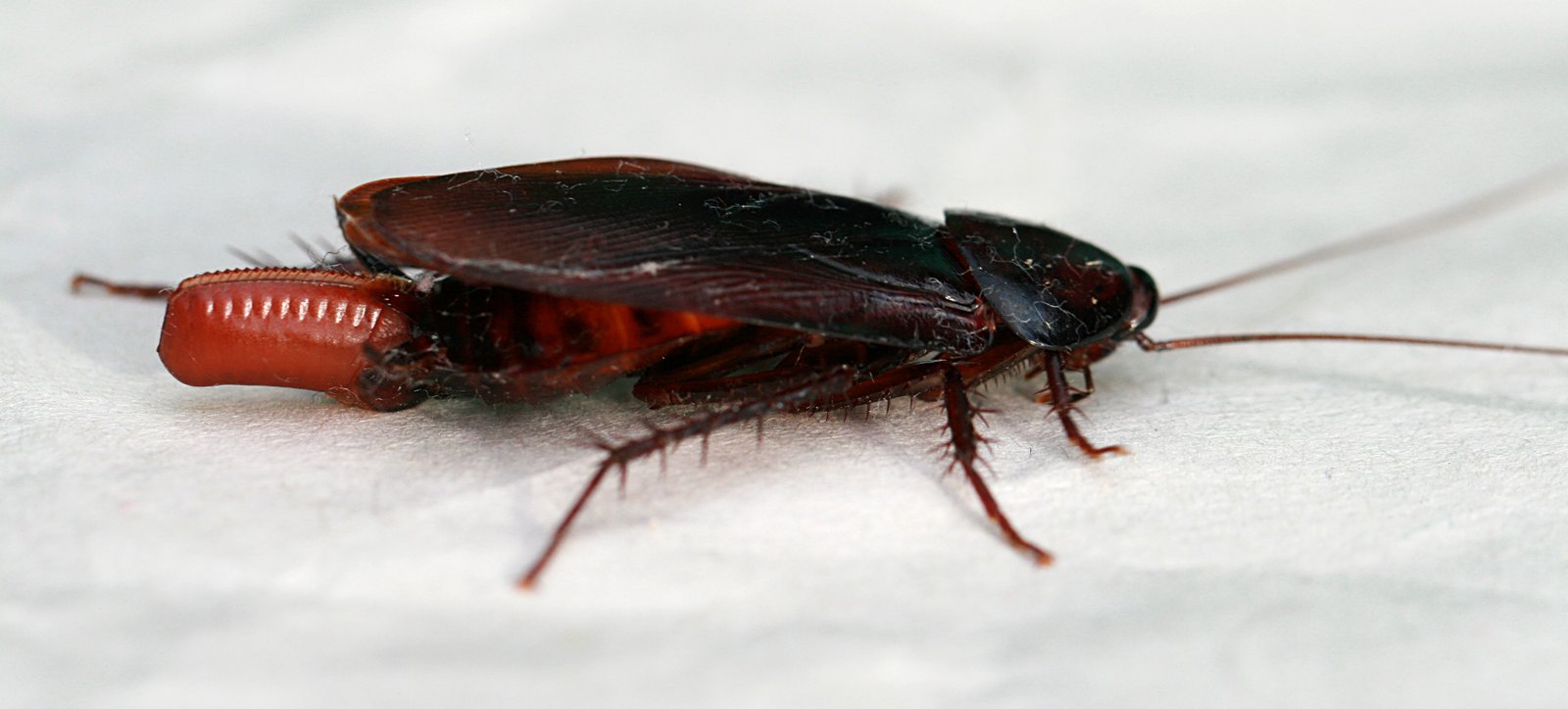 Smoky-Brown Cockroach