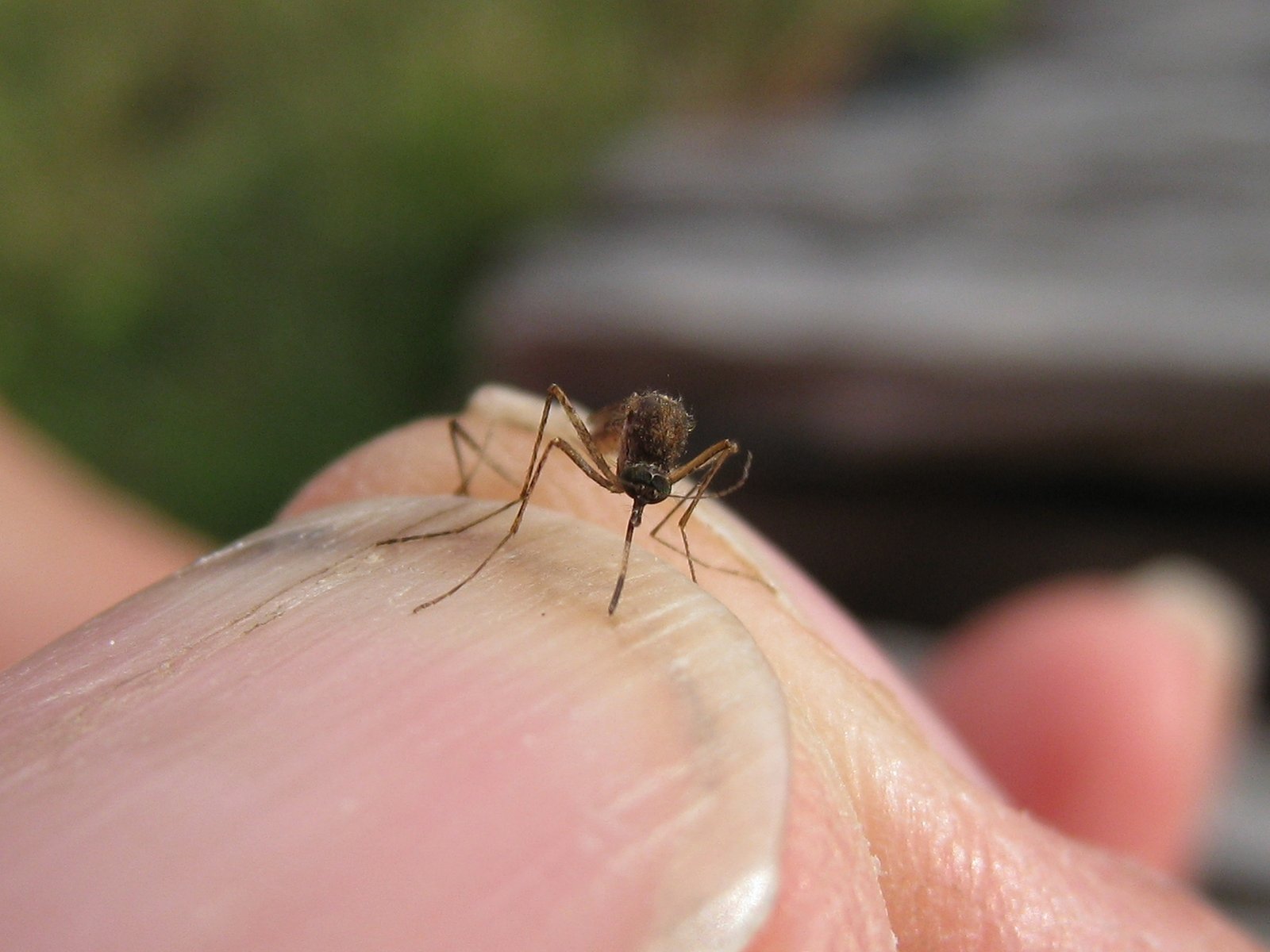 Common Banded Mosquito