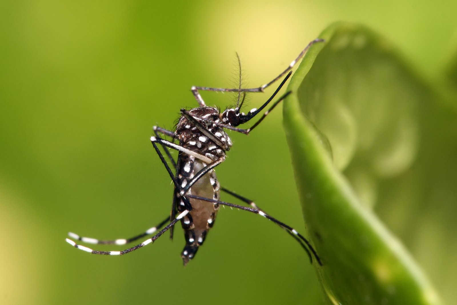 Mosquito Control Sydney