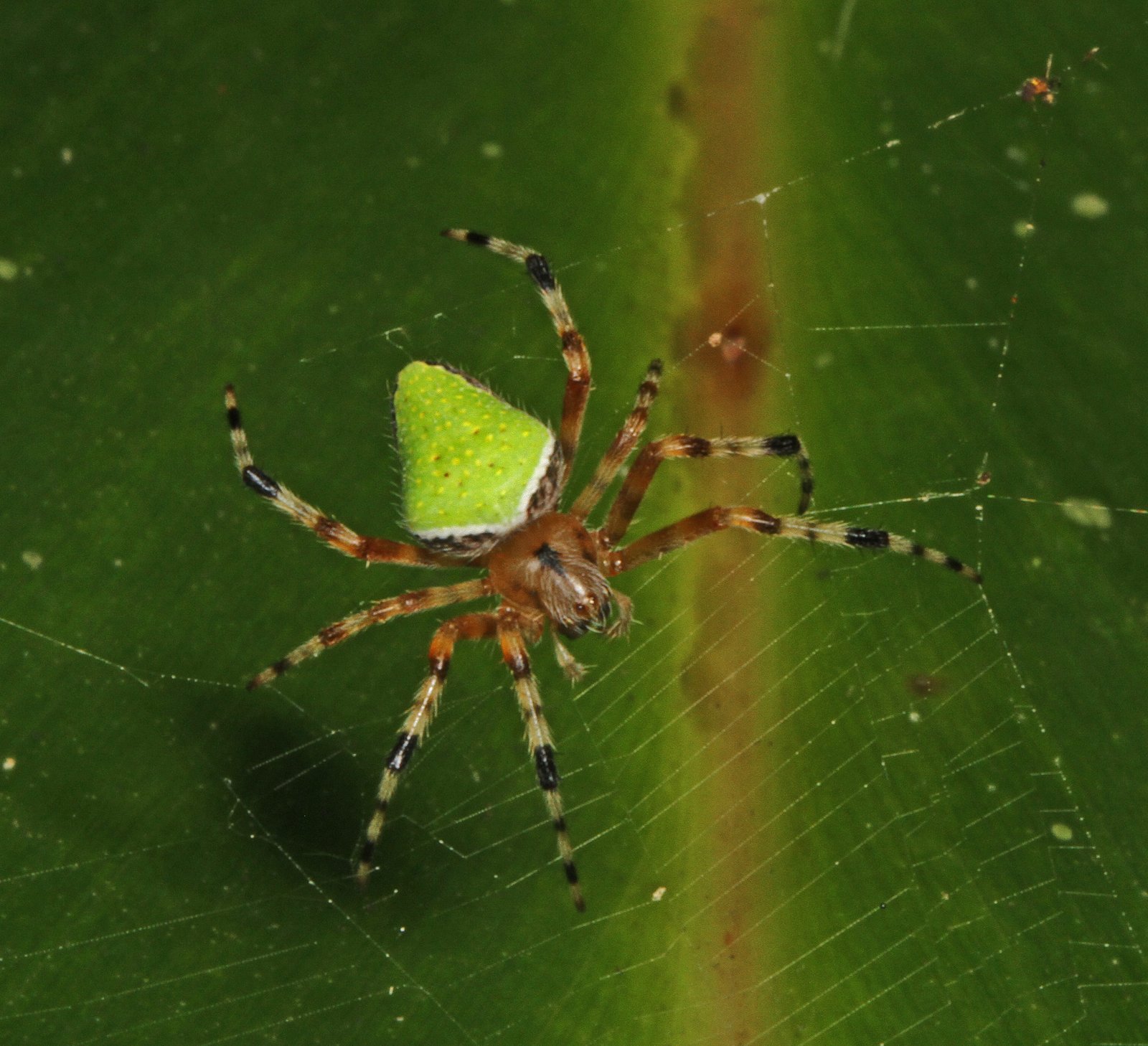 Garden Orb Weaver