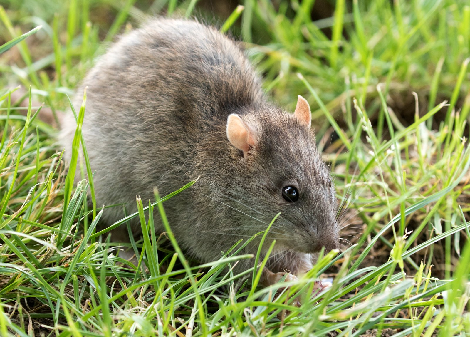 Rodent Control Sydney