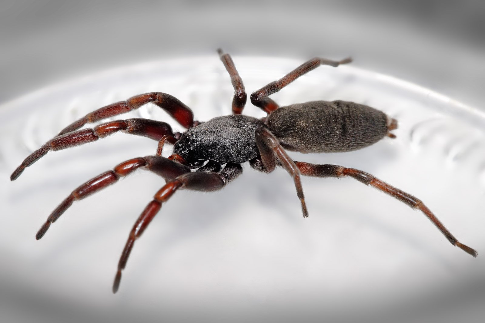 White-Tailed Spider