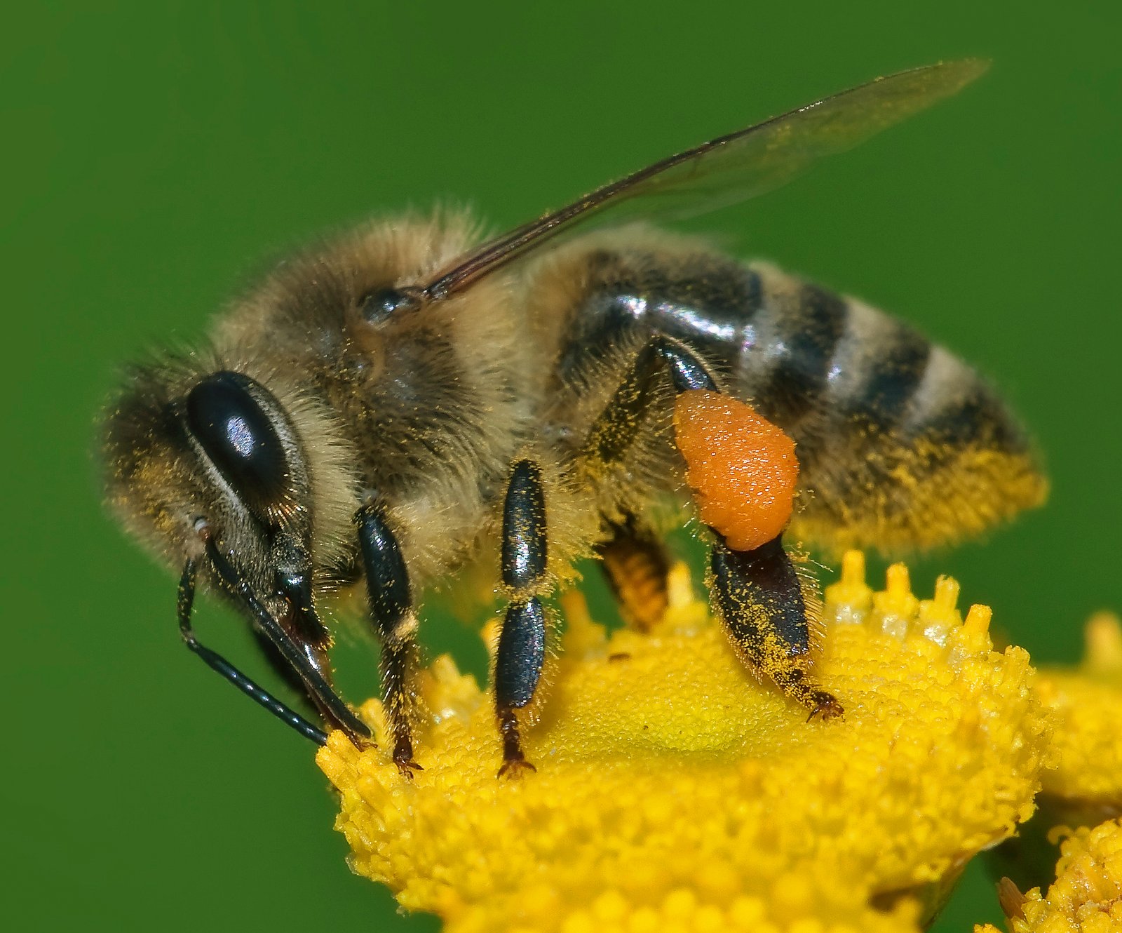 Honey Bee Swarm