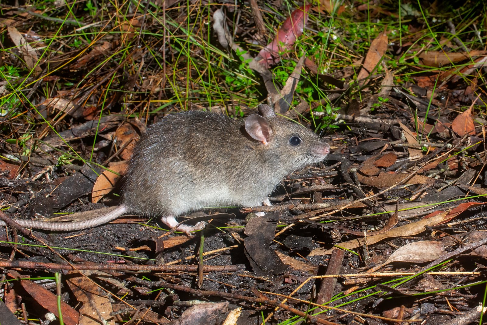 Bush Rat