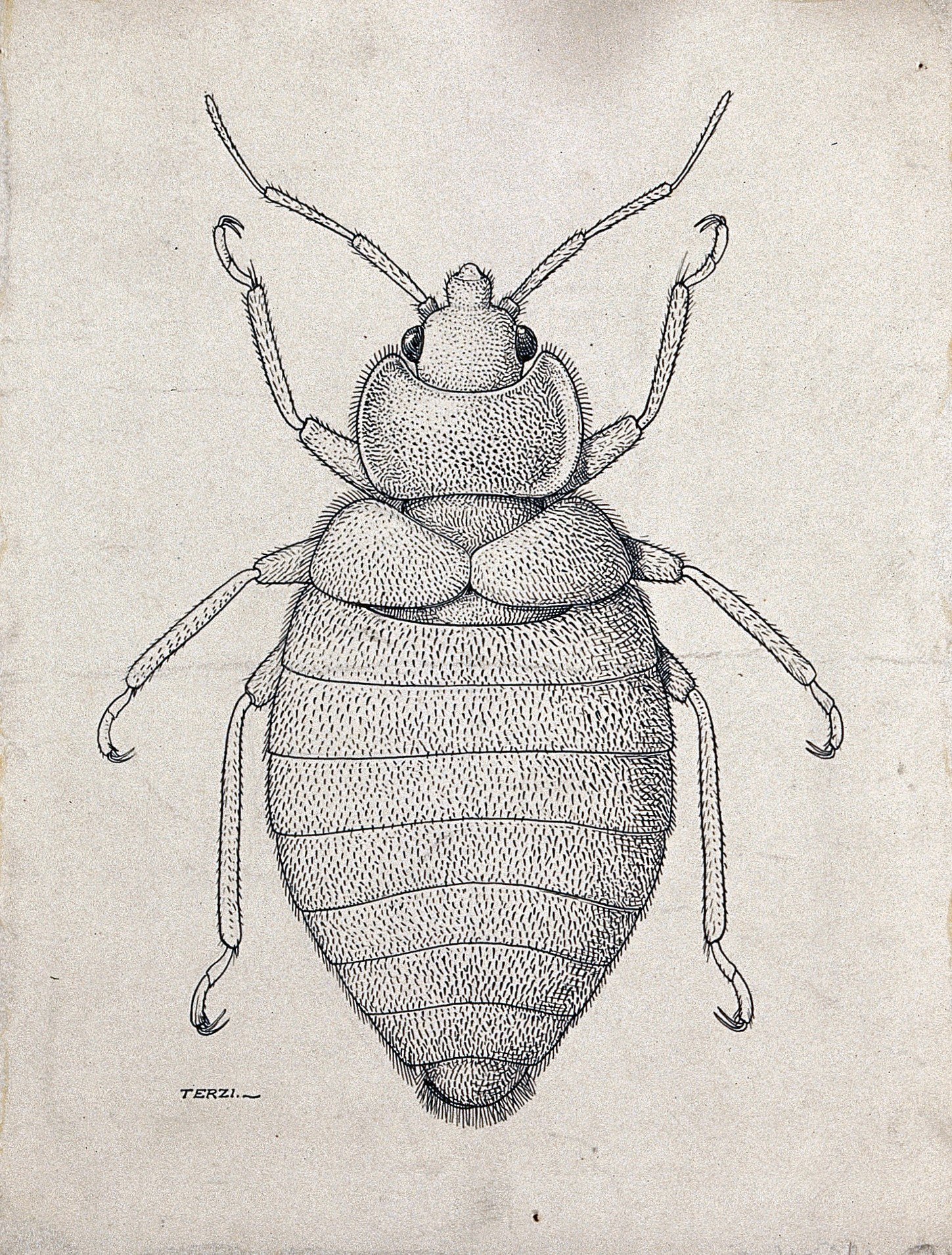 Tropical Bed Bug