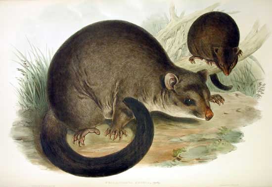 Mountain Brushtail
