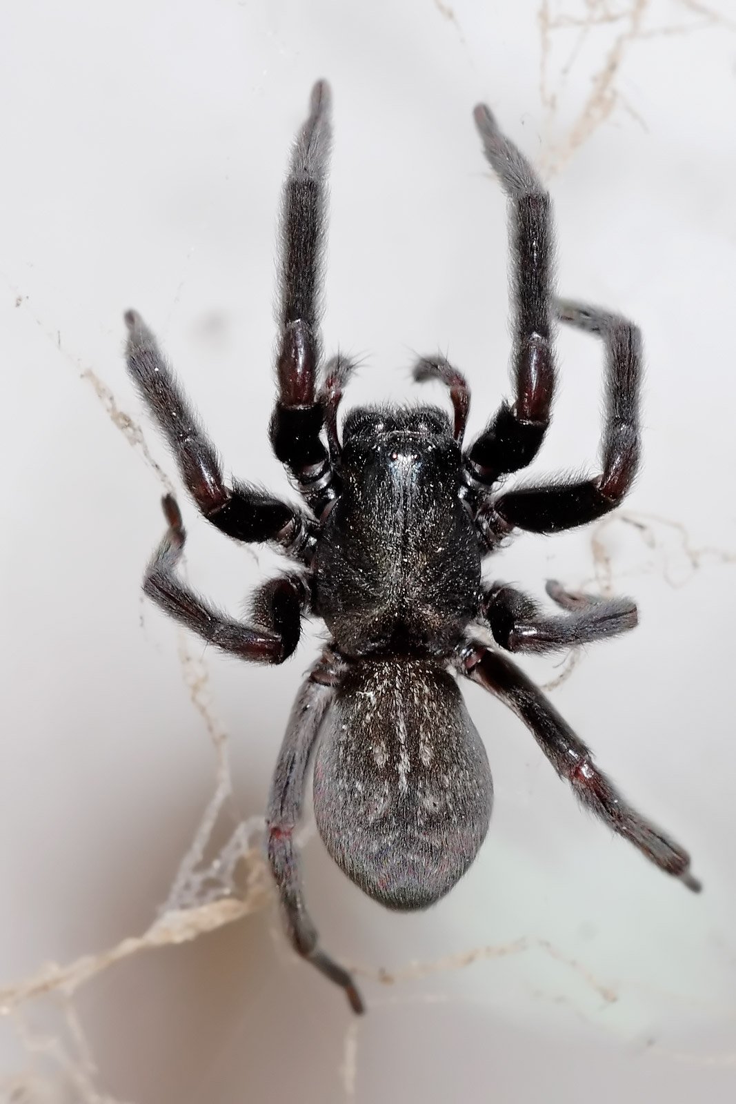 Black House Spider