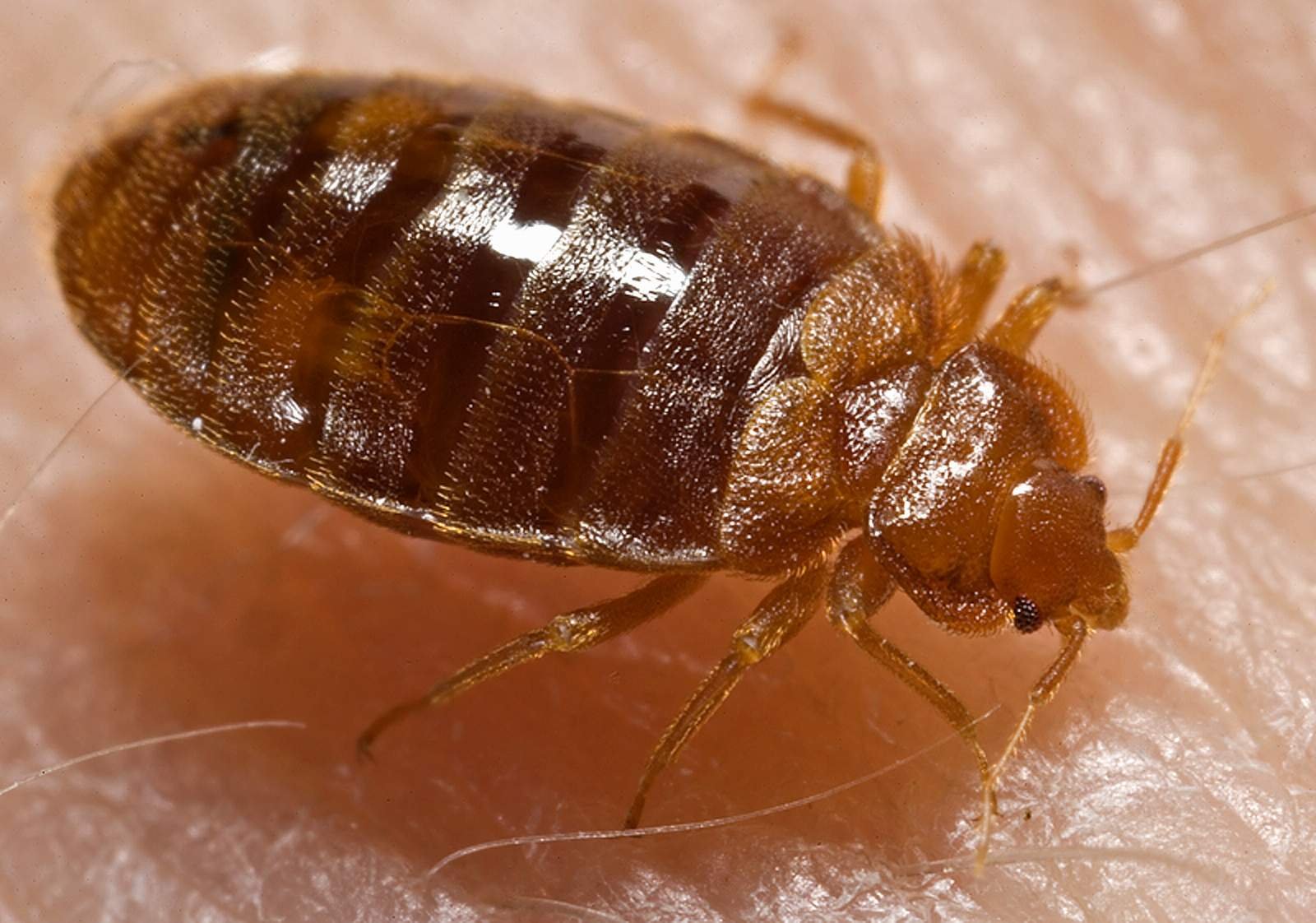 Bed Bug Treatment Sydney