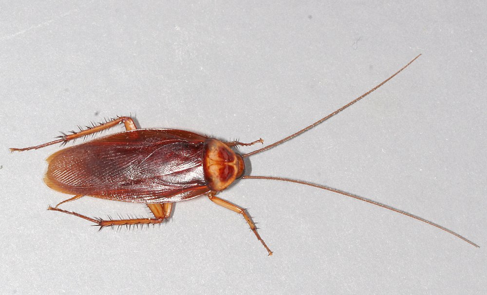 Cockroach Control Sydney